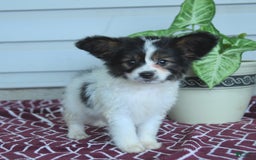 Papillon dogs for sale: Milo - Image 7