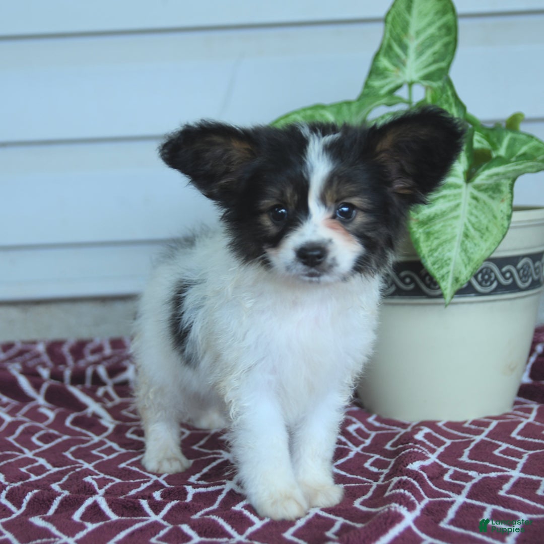 Papillon dogs for sale: Milo - Image 7