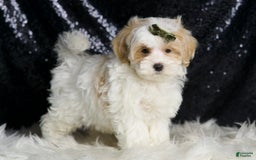 Maltipoo dogs for sale: Astro - Image 3