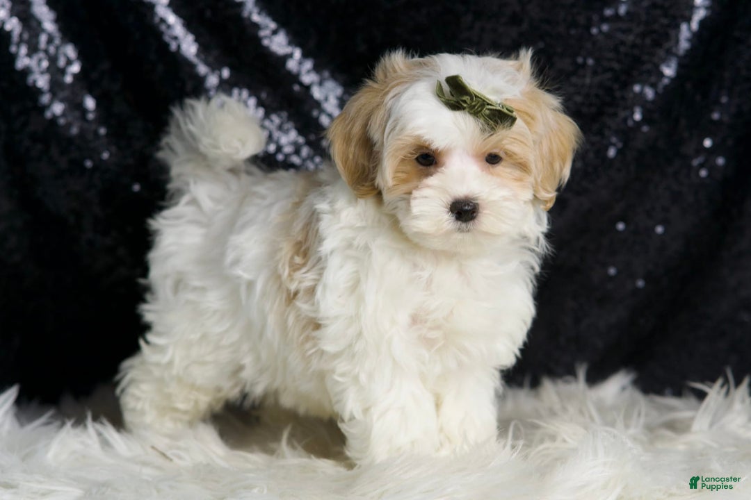 Maltipoo dogs for sale: Astro - Image 3