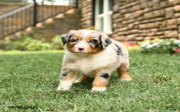 Australian Shepherd dogs for sale: Australian Shepherd 10 puppies - Image 24