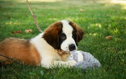 Saint Bernard dogs for sale: Madison - Image 7