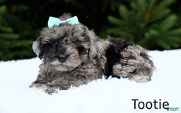 Havapoo dogs for sale: Havapoo 6 puppies - Image 6