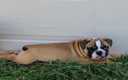 Olde English Bulldogge dogs for sale: Harley - Image 9
