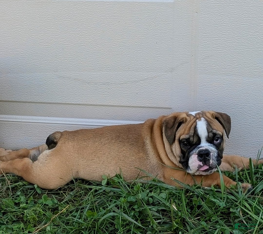 Olde English Bulldogge dogs for sale: Harley - Image 9