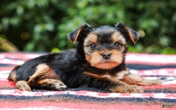 Yorkshire Terrier dogs for sale: Olivia Teacup - Image 10