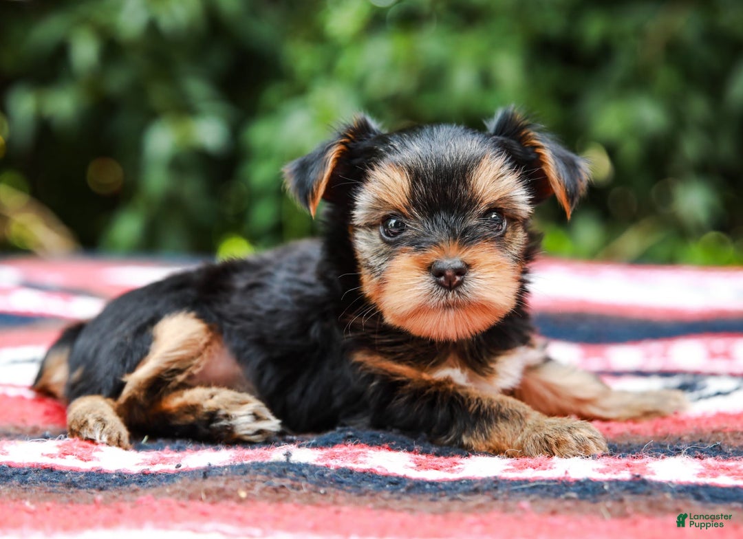 Yorkshire Terrier dogs for sale: Olivia Teacup - Image 10