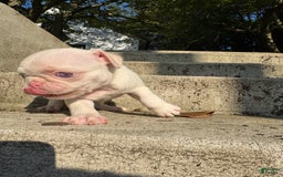 Pug dogs for sale: Selene - Image 4