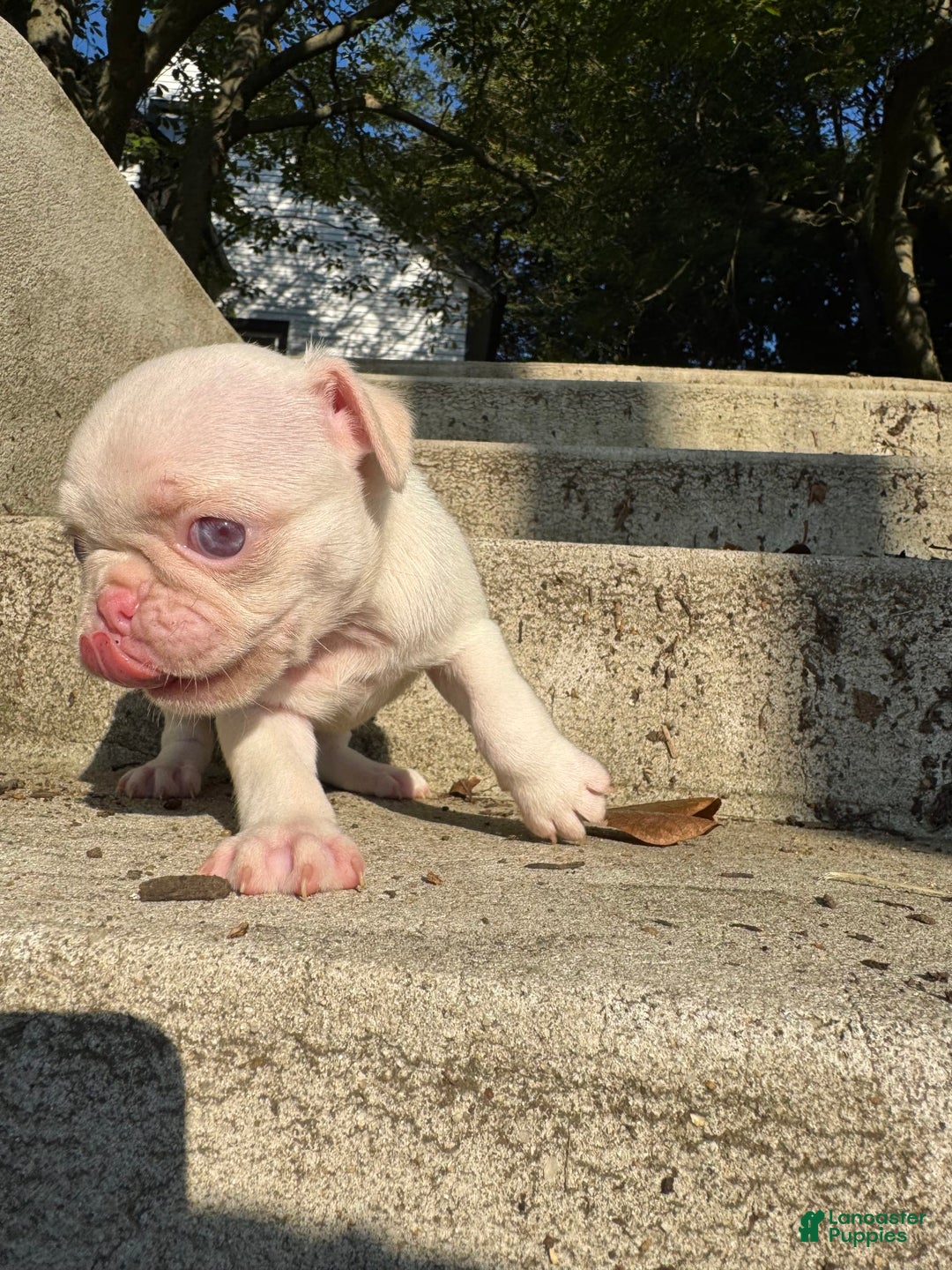 Pug dogs for sale: Selene - Image 4
