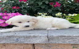 Great Pyrenees dogs for sale: Gina - Image 4