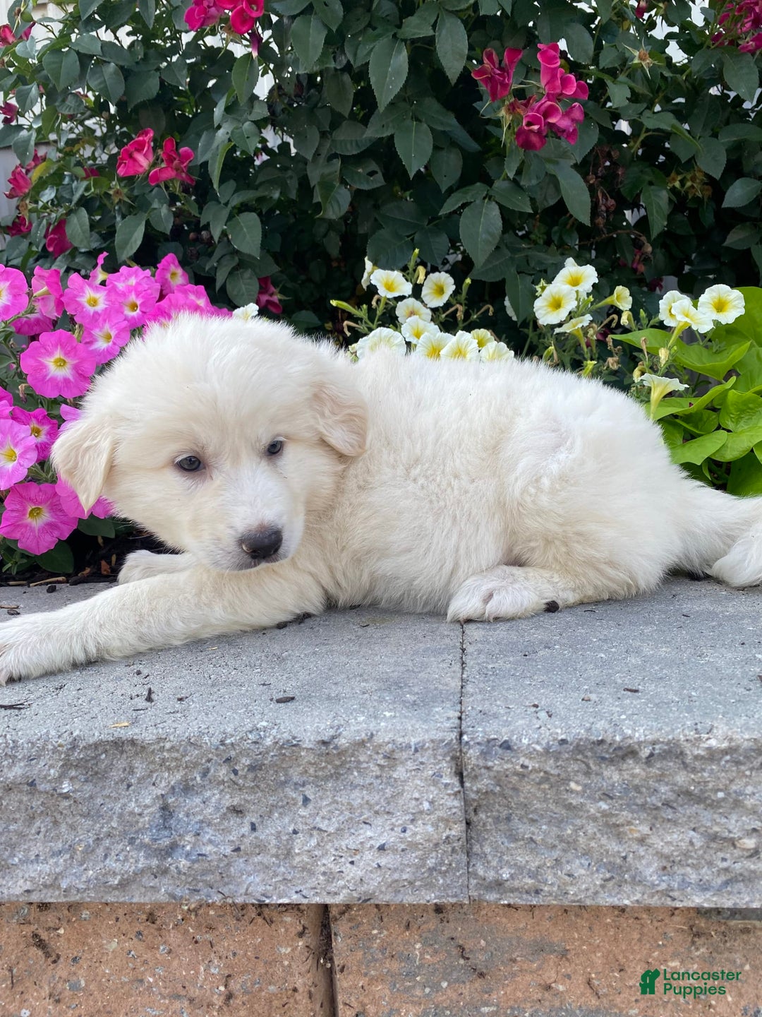 Great Pyrenees dogs for sale: Gina - Image 4