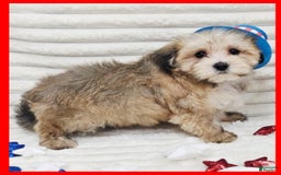 Morkie dogs for sale: Conner - Image 3