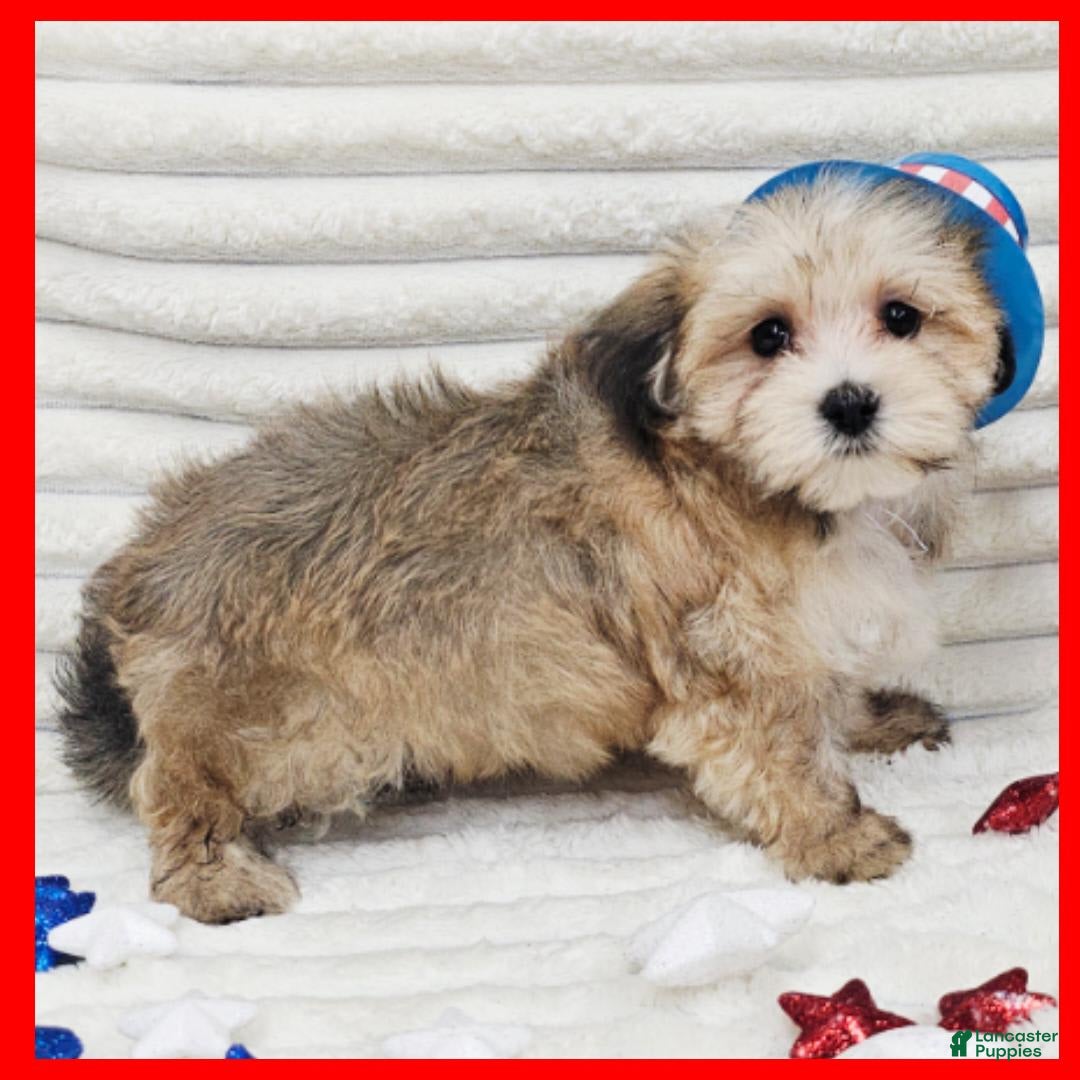 Morkie dogs for sale: Conner - Image 3
