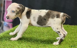 Catahoula Leopard Dog dogs for sale: Diamond 2025 F3 - Image 20