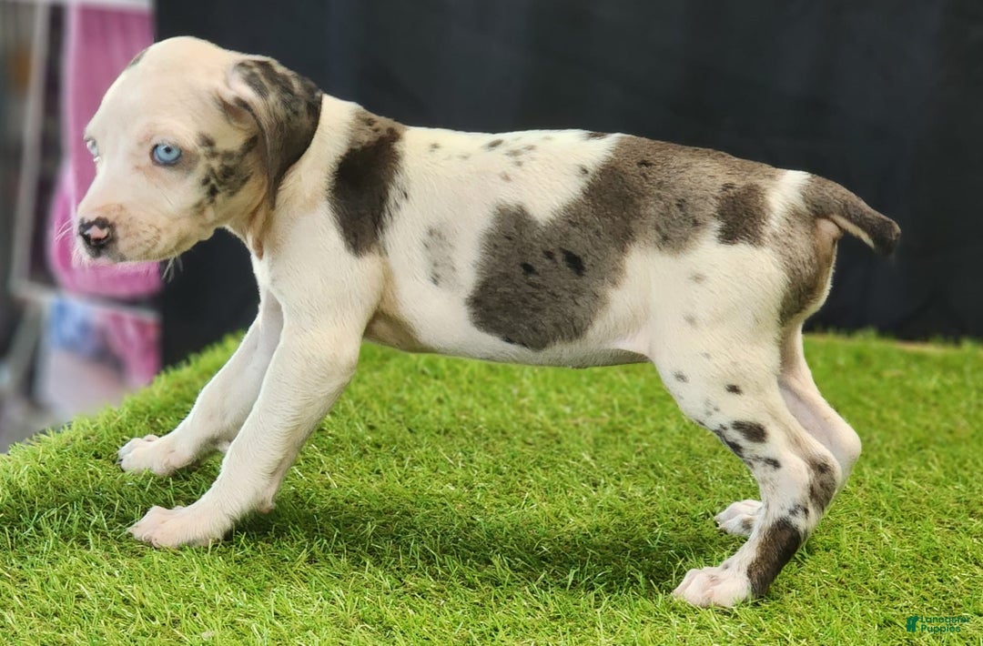 Catahoula Leopard Dog dogs for sale: Diamond 2025 F3 - Image 20
