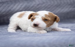 Toy Poodle dogs for sale: Pepper Lace - Image 1