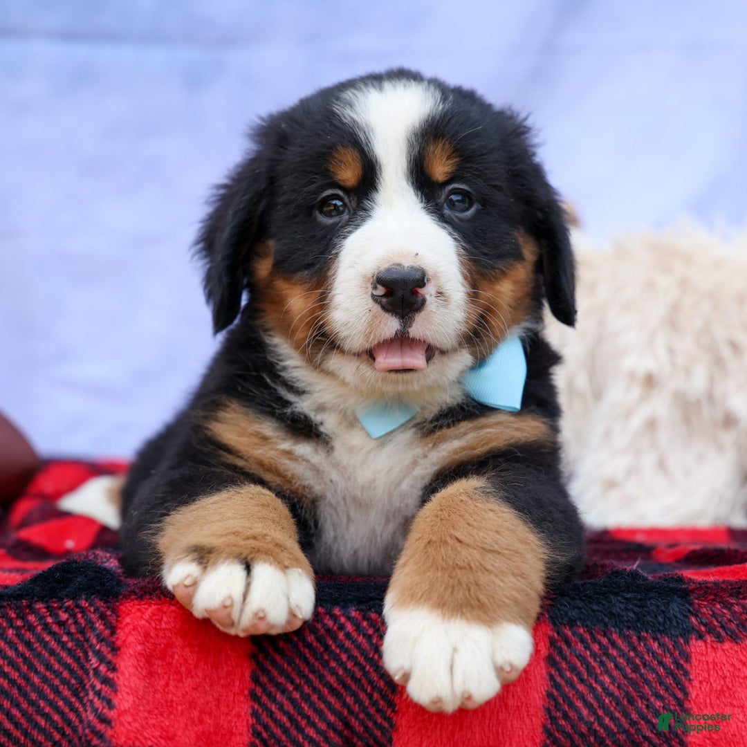 Bernese Mountain Dog dogs for sale: Samson - Image 10