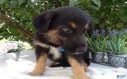 German Shepherd dogs for sale: Carter - Image 2