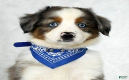 Miniature Australian Shepherd dogs for sale: Logan - Image 7
