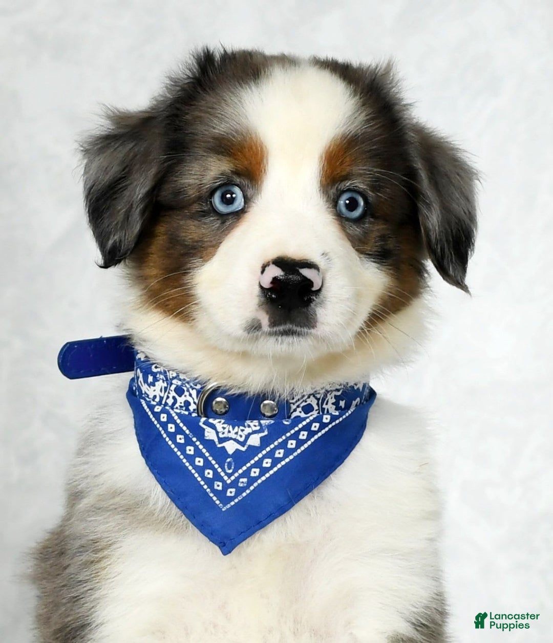 Miniature Australian Shepherd dogs for sale: Logan - Image 7