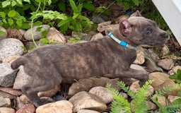 Cane Corso dogs for sale: Blu - Image 10