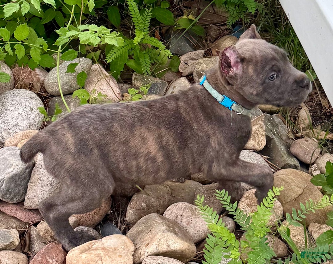 Cane Corso dogs for sale: Blu - Image 10