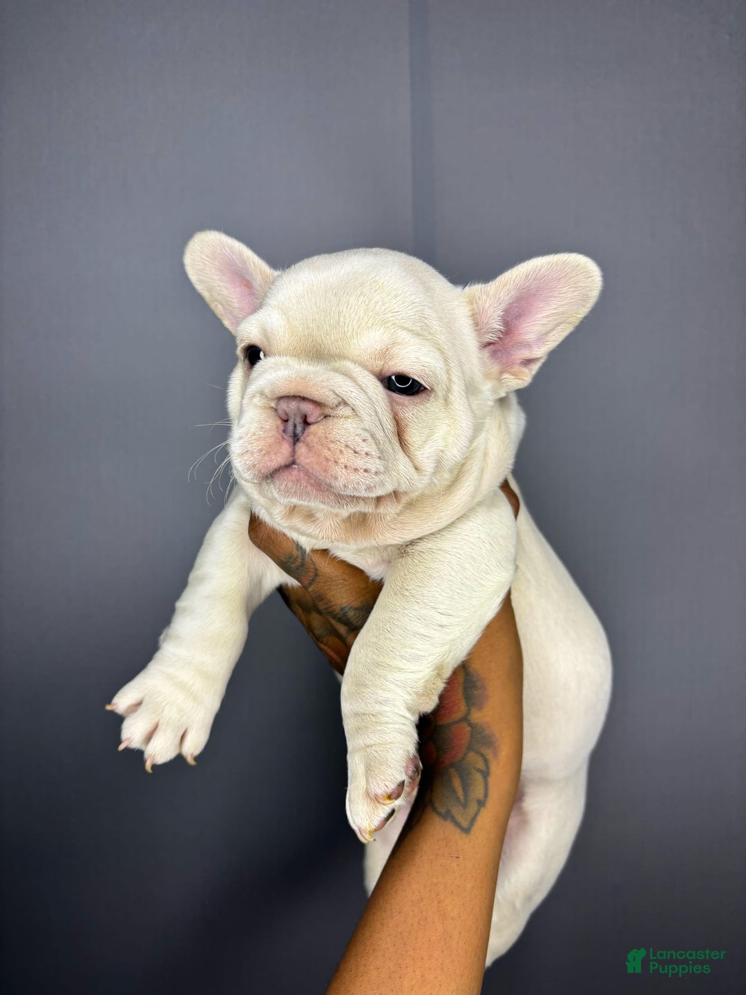 French Bulldog dogs for sale: Koda - Image 1