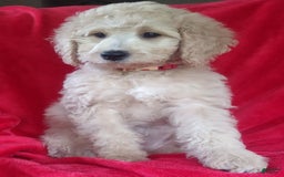Goldendoodle dogs for sale: Mini Goldendoodle F1b2 - Image 8