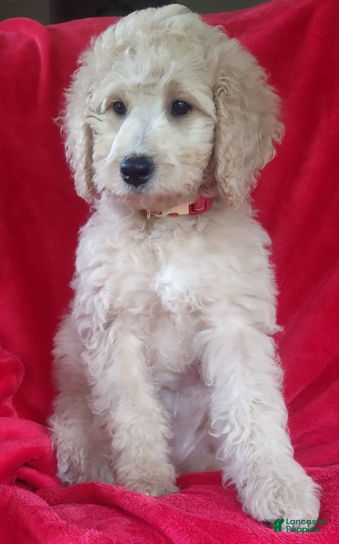 Goldendoodle dogs for sale: Mini Goldendoodle F1b2 - Image 8