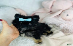 Pomeranian dogs for sale: Pom Baby - Image 2