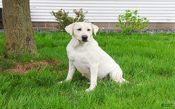 Labrador Retriever dogs for sale: Lacey - Image 2