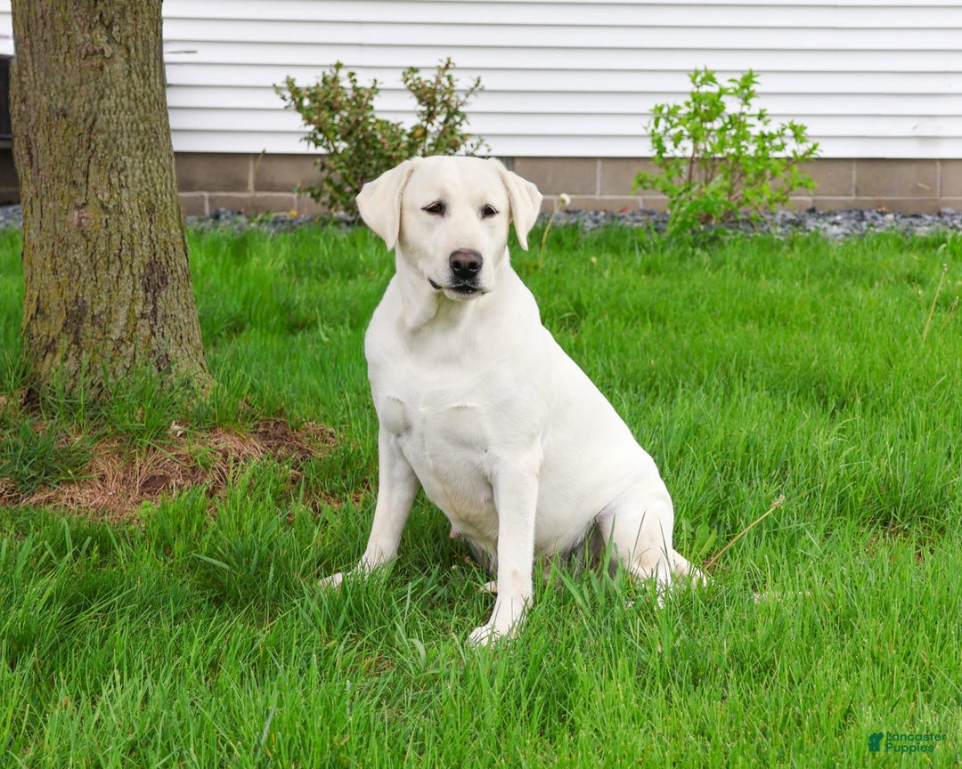 Labrador Retriever dogs for sale: Lacey - Image 2