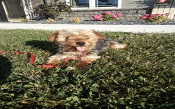 Yorkiepoo dogs for sale: Baxter - Image 10