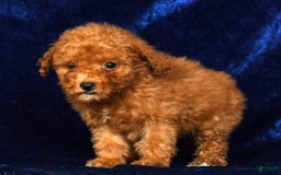 Mini Goldendoodle dogs for sale: Dixie - Image 9