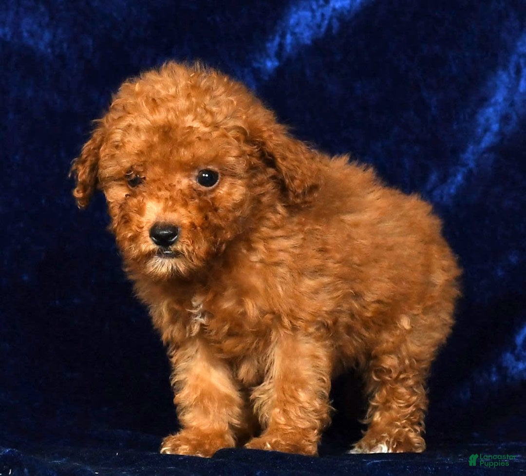 Mini Goldendoodle dogs for sale: Dixie - Image 9