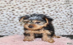 Yorkshire Terrier dogs for sale: Callie - Image 3