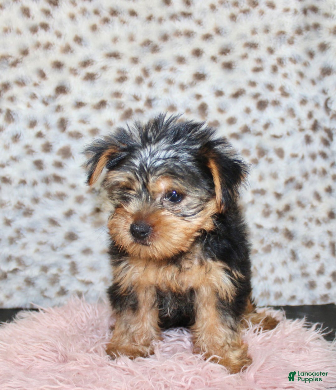 Yorkshire Terrier dogs for sale: Callie - Image 3
