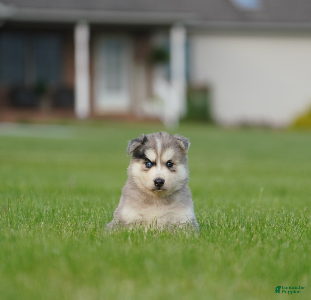 Gerberian Shepsky dogs for sale: Leo - Image 11