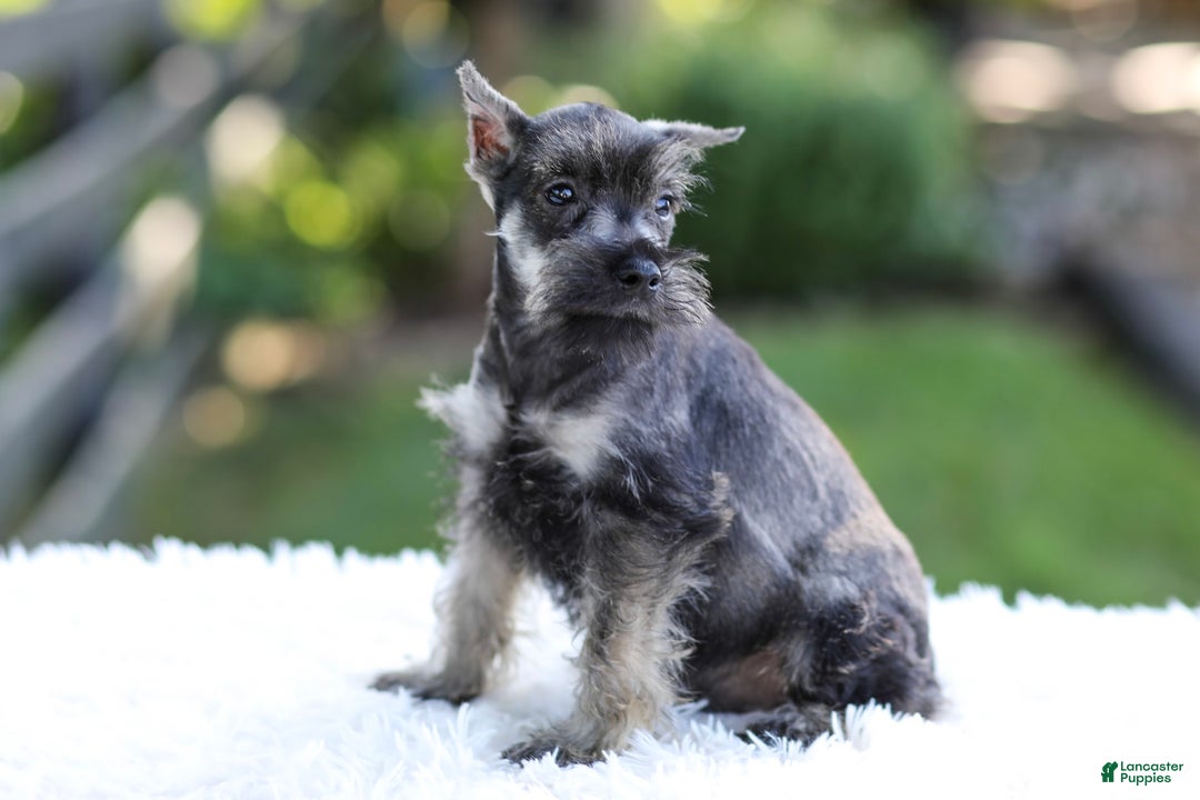 Miniature Schnauzer dogs for sale: Austin - Image 3