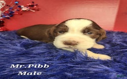 English Springer Spaniel dogs for sale: Mr Pibb - Image 1