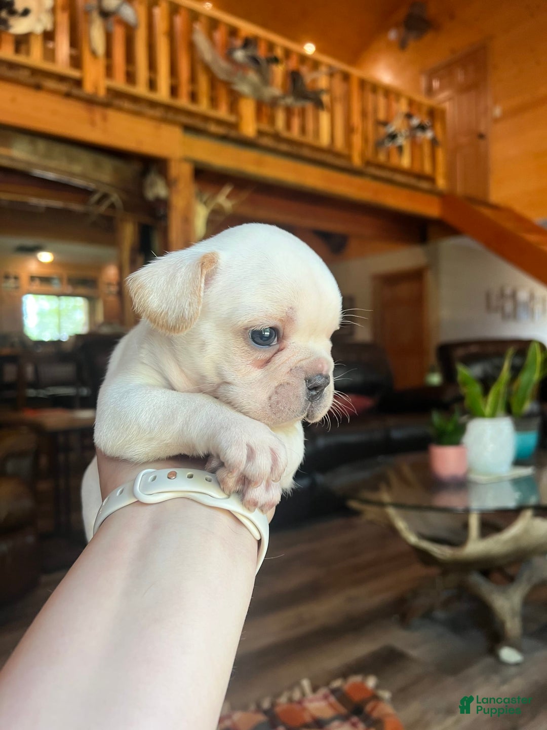 French Bulldog dogs for sale: Theo - Image 2