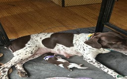German Shorthaired Pointer dogs for sale: Black - Image 8