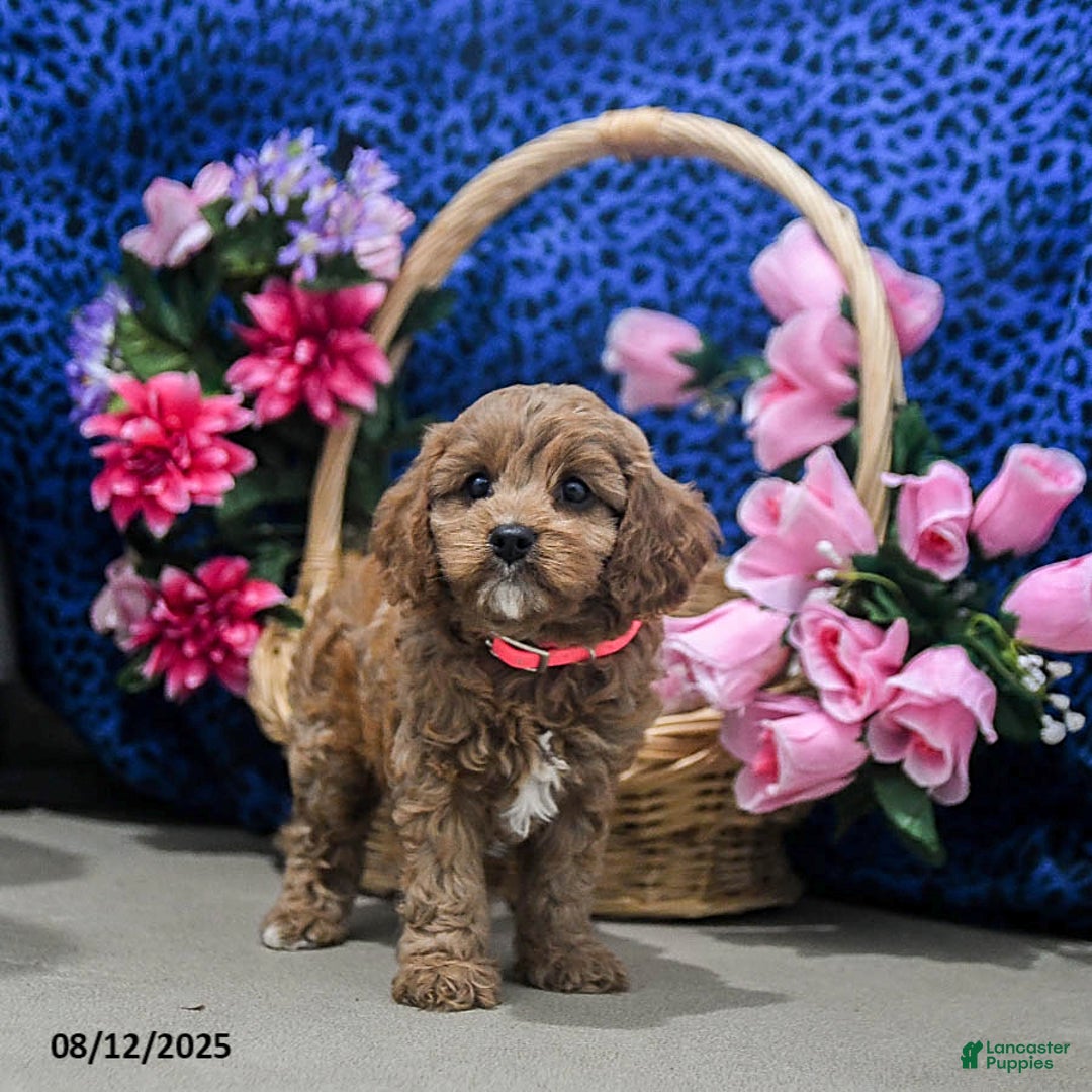 Cavapoo dogs for sale: Buttercup - Image 2