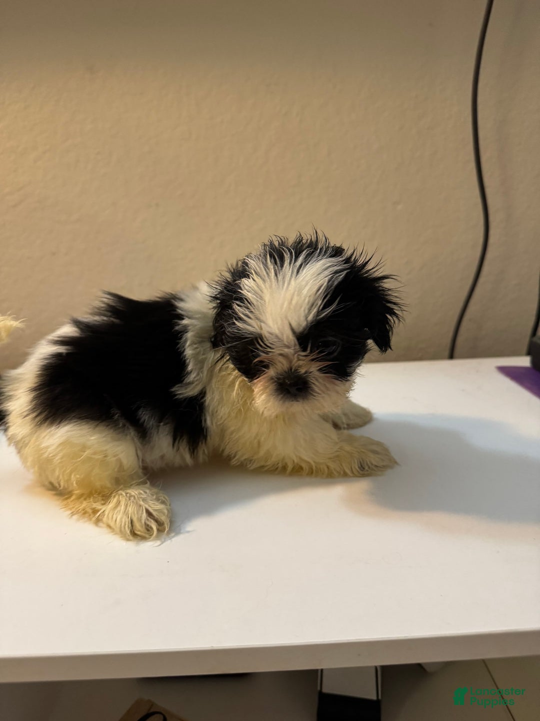 Shih Tzu dogs for sale: Bubbles - Image 4