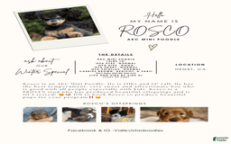 Miniature Poodle dogs for sale: Rosco - Image 1