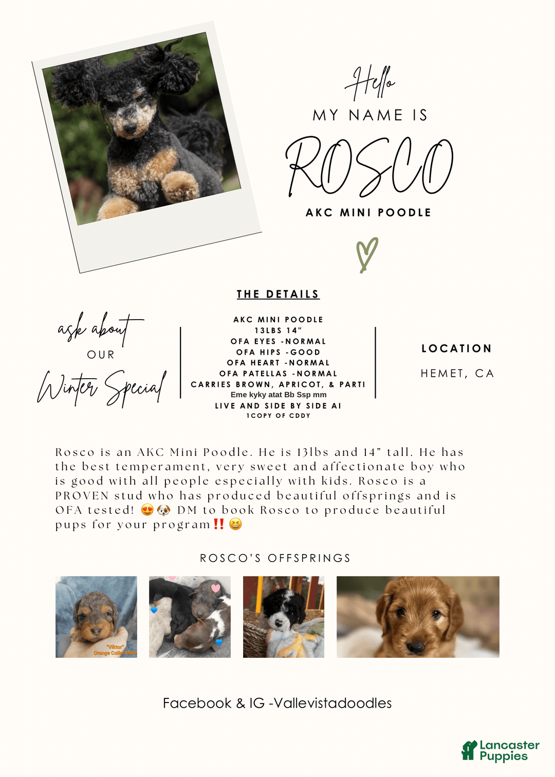 Miniature Poodle dogs for sale: Rosco - Image 1