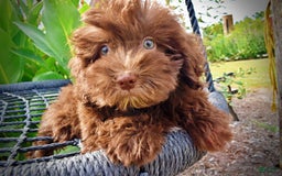Havapoo dogs for sale: Humble - Image 9