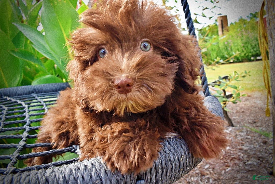 Havapoo dogs for sale: Humble - Image 9