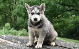 Gerberian Shepsky dogs for sale: Jude - Image 1