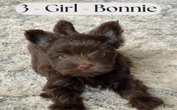 Yorkshire Terrier dogs for sale: Bonnie - Image 1